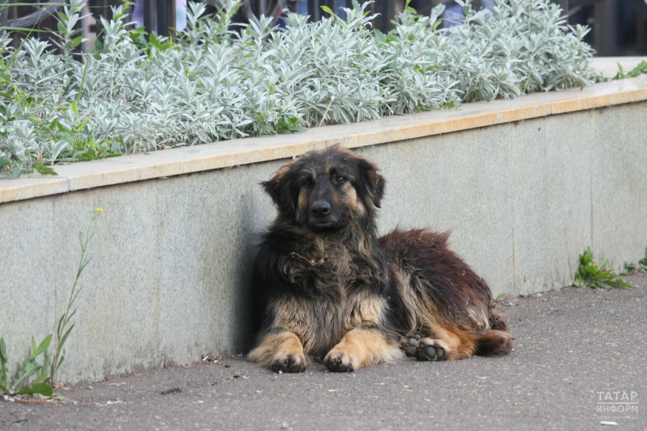 В Казани на треть уменьшилось количество заявок на отлов бездомных собак