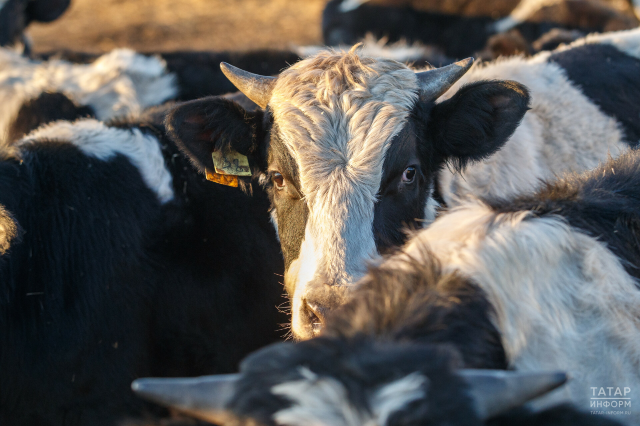 Татарстан первым в России завершил маркировку сельхозживотных в личных хозяйствах