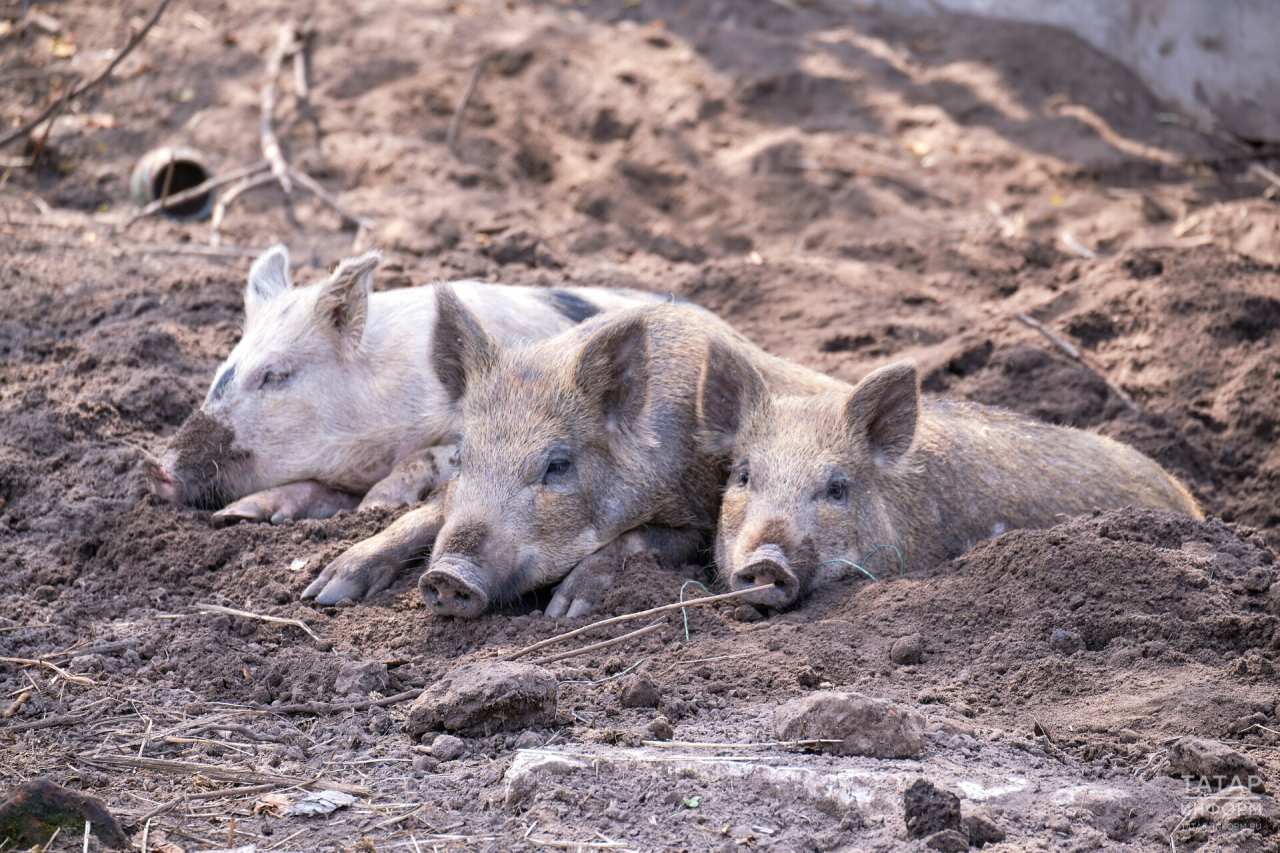 В Татарстане снизилось до двух число свиноводческих хозяйств с низкой защитой от болезней