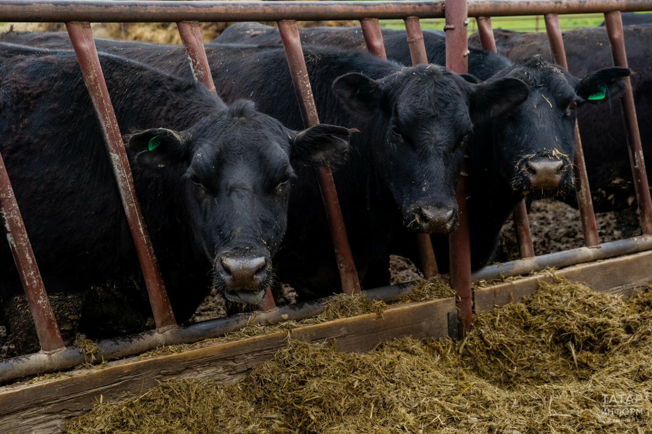 Татарстан получил более 54 тыс. коров из других регионов России и зарубежных стран