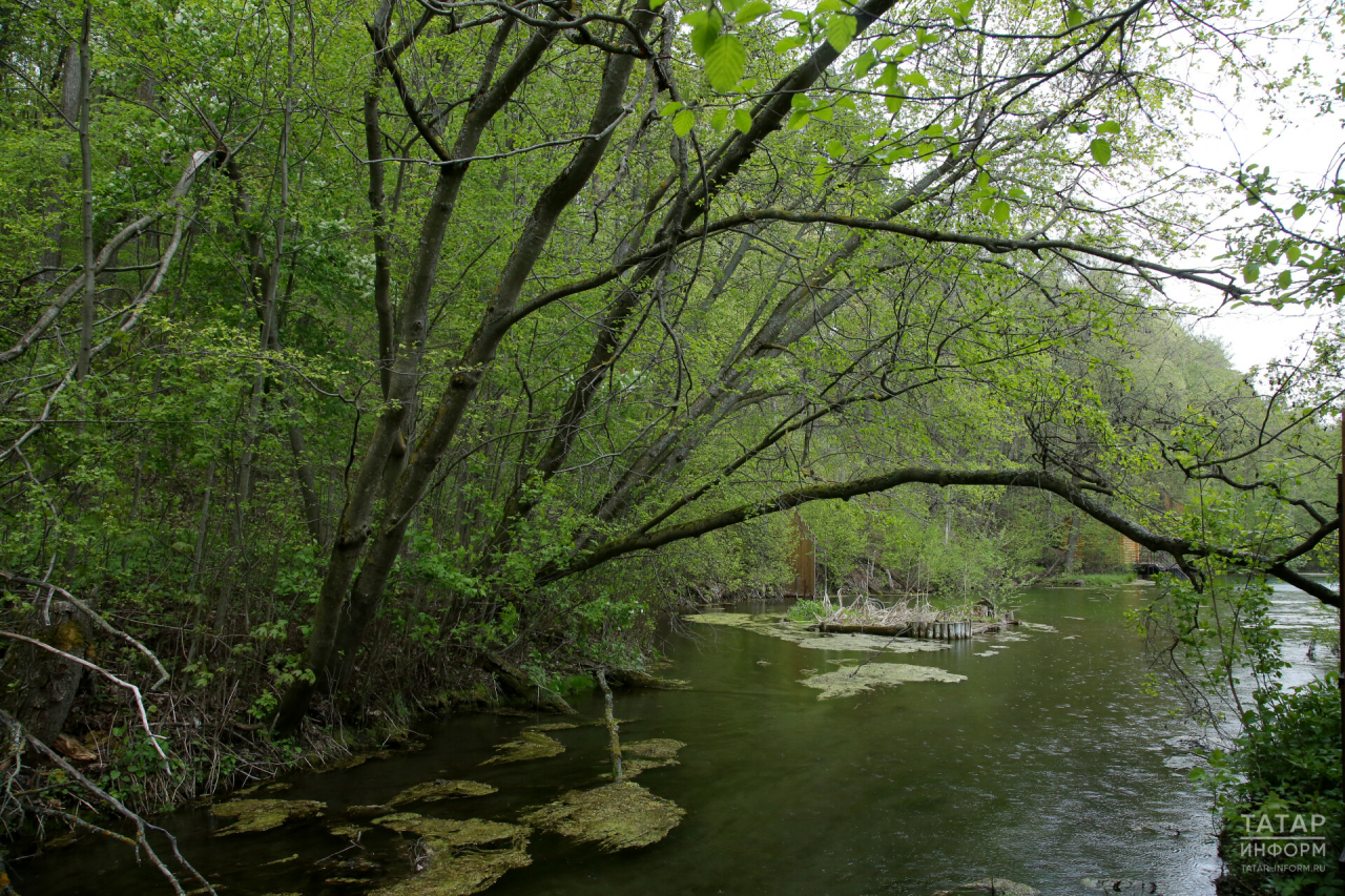 В Минлесхозе рассказали, какие деревья создают экологический каркас Голубых озер
