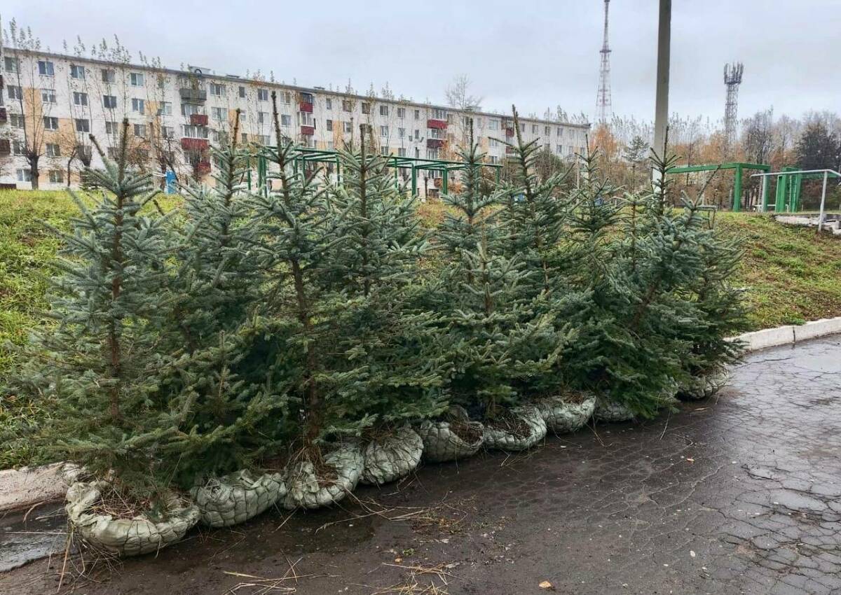 В Нижнекамске высадили аллею голубых елей в память о бойцах СВО