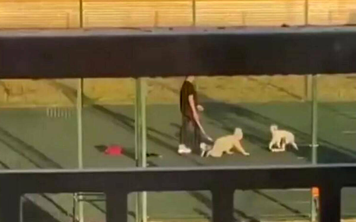 «Унижение достоинства ребенка». Волынец призвала штрафовать выгуливающих детей на поводке