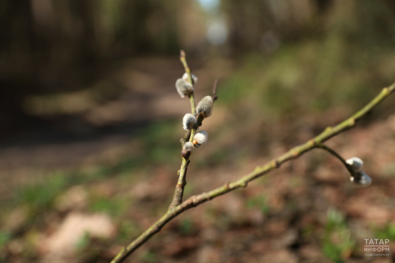Профессор КФУ рассказал, когда в Татарстан придут климатические весна и лето