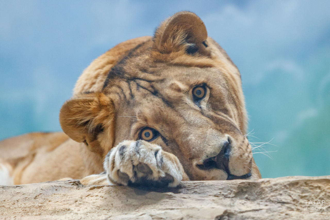 В Казанском зооботсаду демонтируют здание львятника