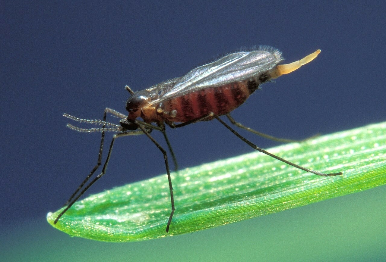 Россельхозцентр по РТ сообщил об угрозе для зерновых из-за личинок гессенской мухи