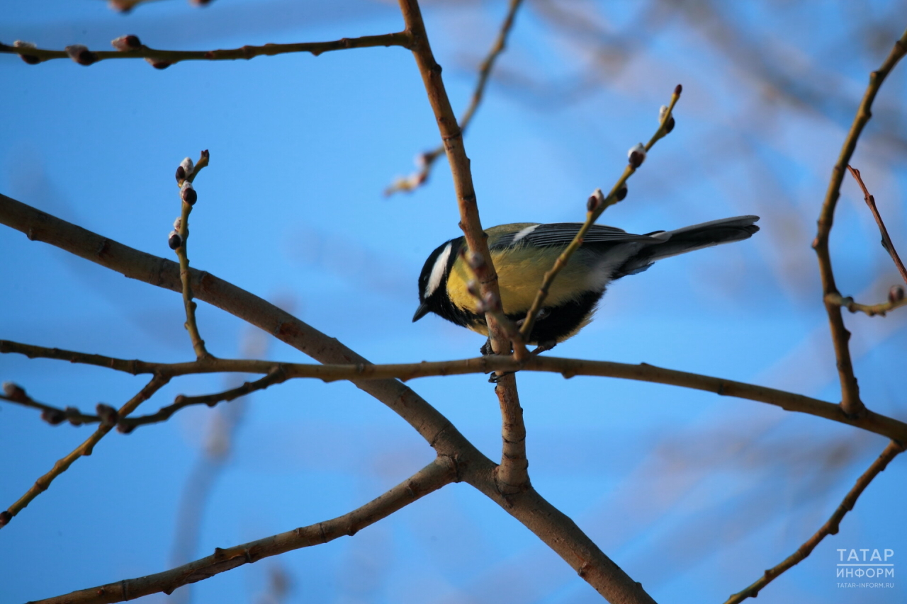 В Татарстане сохранится погода без осадков и с плюсовыми температурами днем