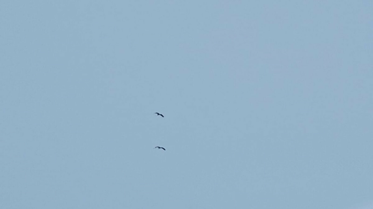 В Татарстан начинают возвращаться гуси и цапли