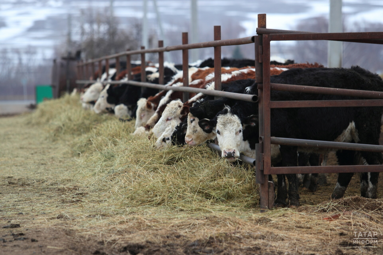 Ветслужба РТ попросила предприятия по содержанию коров перейти на закрытый режим работы
