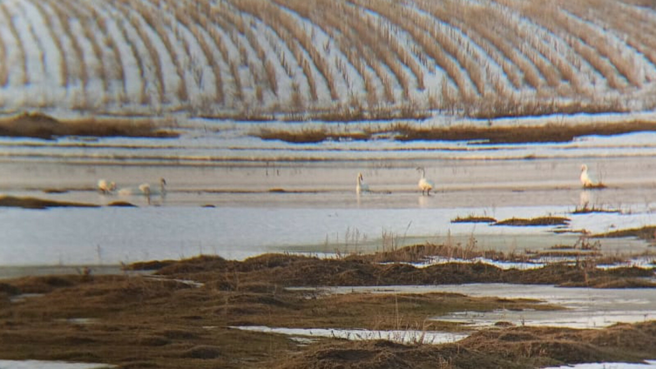 В Татарстан начинают возвращаться пары лебедей