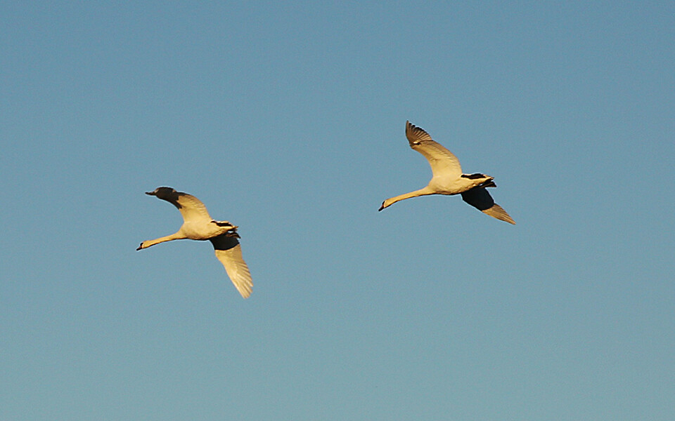 В Татарстан начинают возвращаться пары лебедей