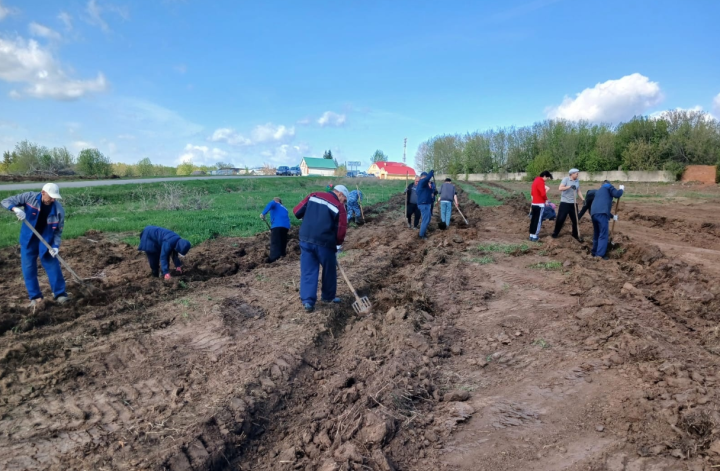Жители деревни в Тукаевском районе высадили 700 саженцев березы и сосны