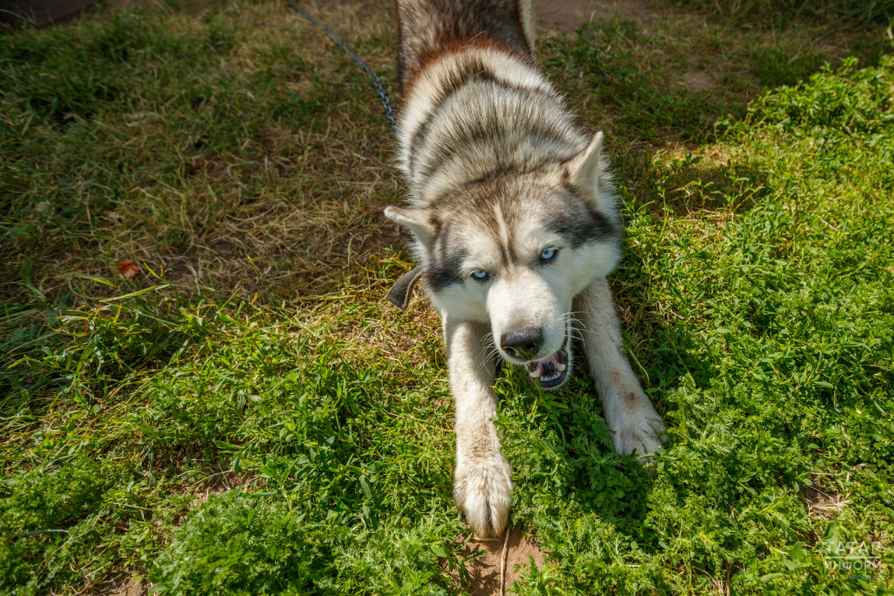 В парках Казани состоятся «щенячьи часы» для начинающих собаководов