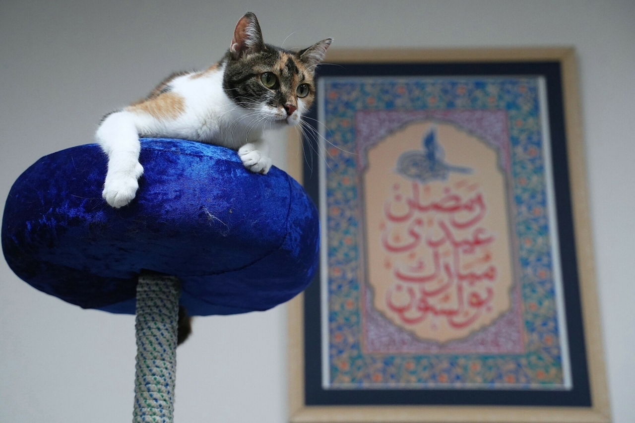 «За издевательства наказание вплоть до огня ада»: хазрат о содержании животных в доме