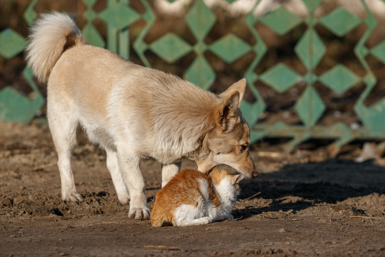 Не более 200 укушенных к 2026 году: как улицы Казани очистят от агрессивных собак