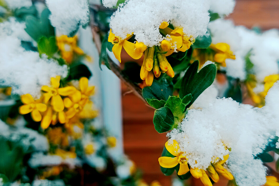 Колонка садовода: как спасти растения в майские холода?