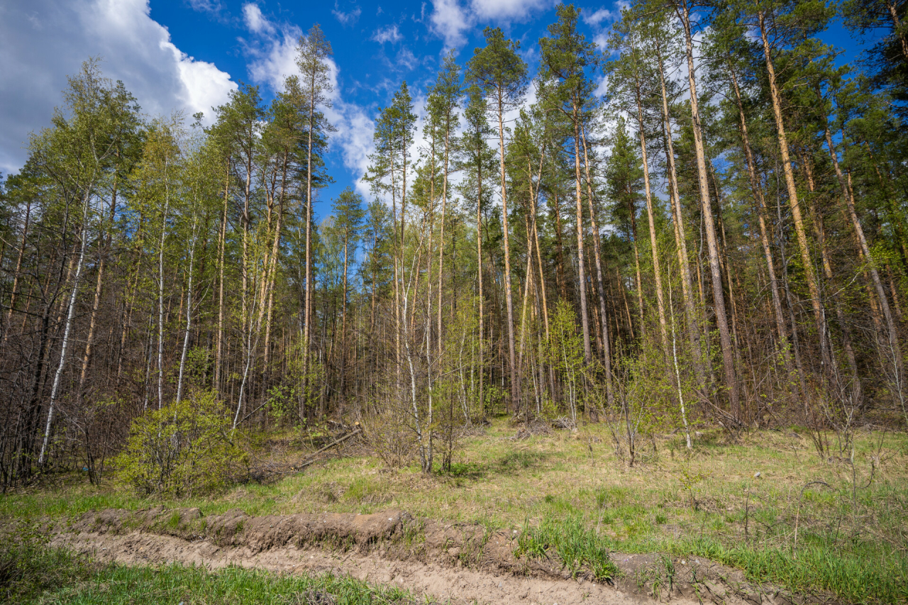 Гидрометцентр: В Татарстане сохраняется высокая пожарная опасность лесов