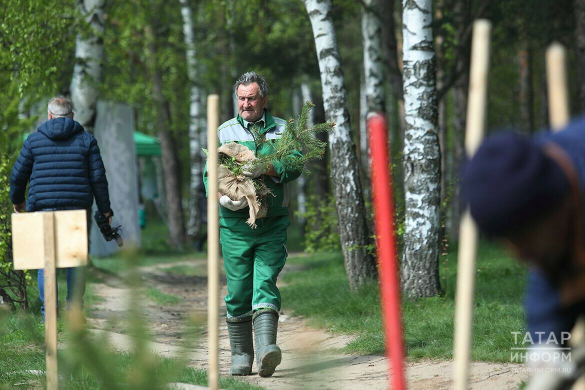 Участники акции «Сад памяти» в Татарстане посадили 1,5 млн саженцев