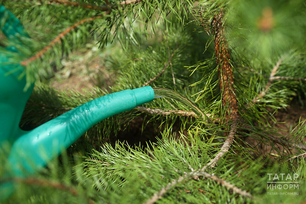 Участники акции «Сад памяти» высадили 300 саженцев сосны в Ноксинском лесу