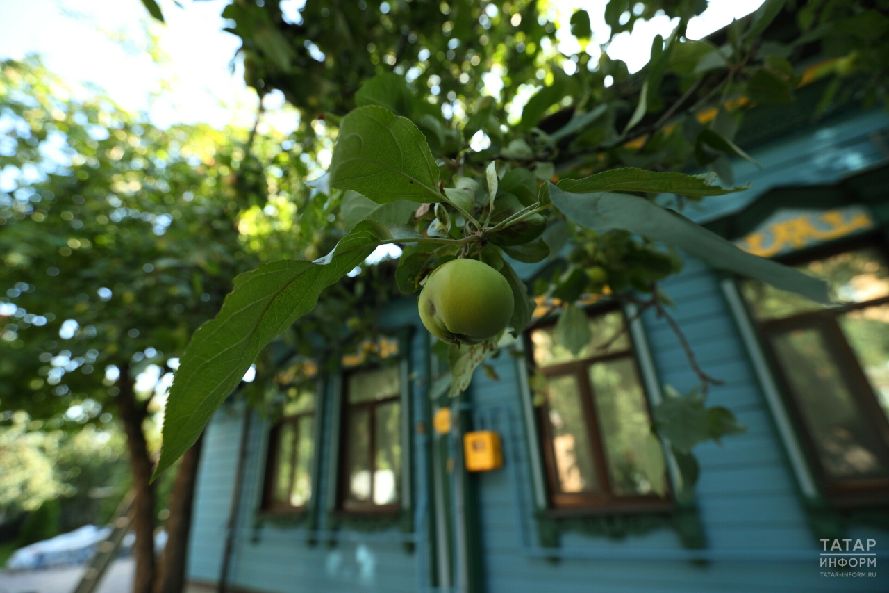 Колонка садовода: скосите это немедленно