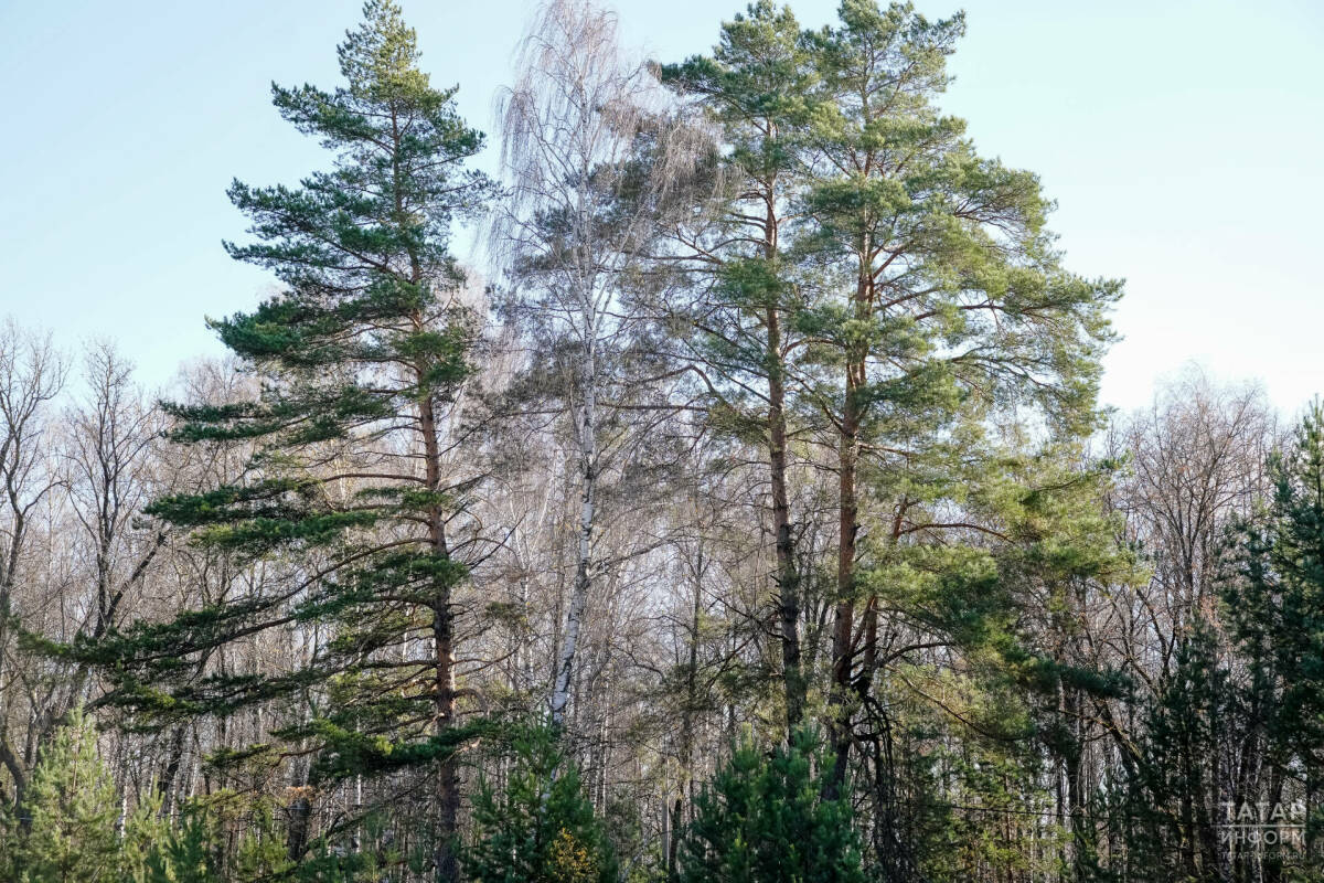 Минлесхоз Татарстана назвал самые востребованные услуги в 2024 году