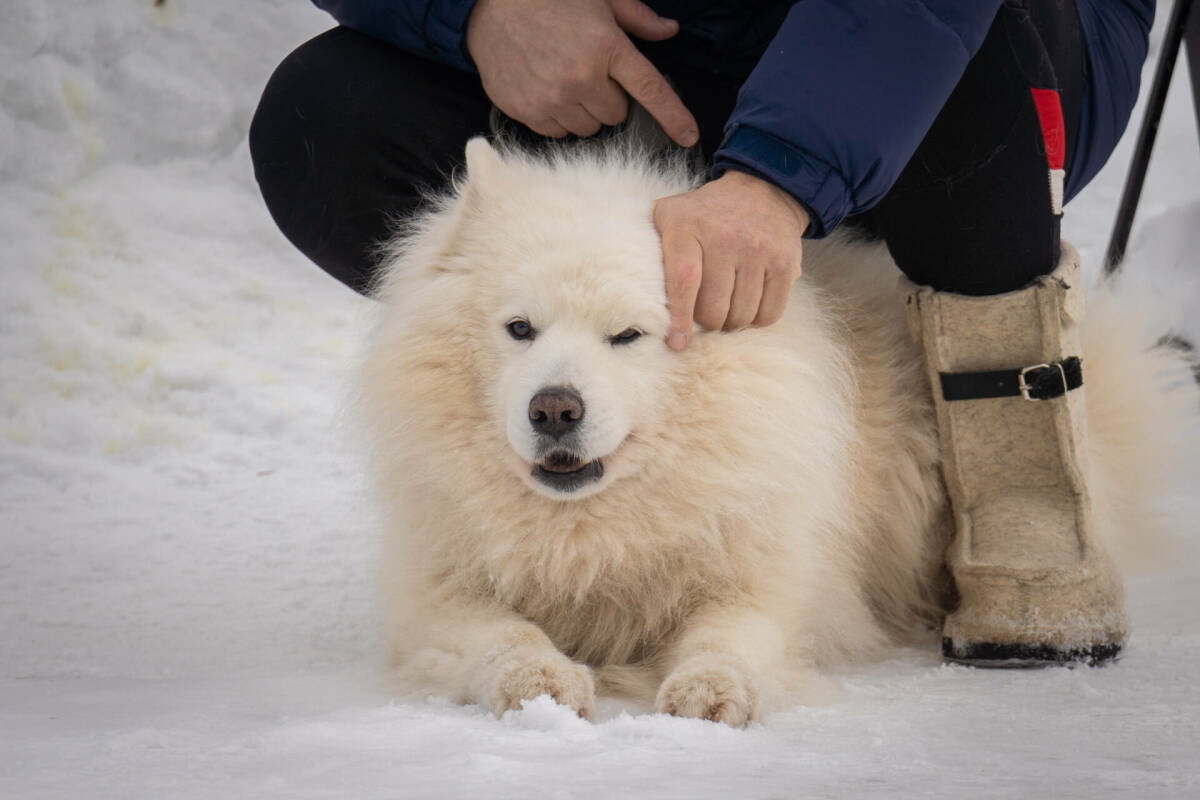 В Татарстане время ожидания в очереди при регистрации собак не будет превышать 15 минут