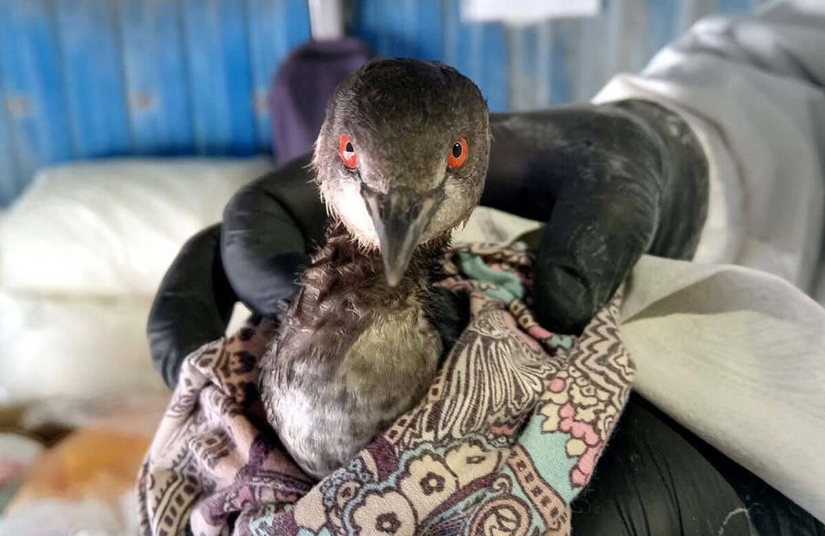 «Судак для меня близкий и родной»: казанский биолог спасает птиц на побережье Крыма