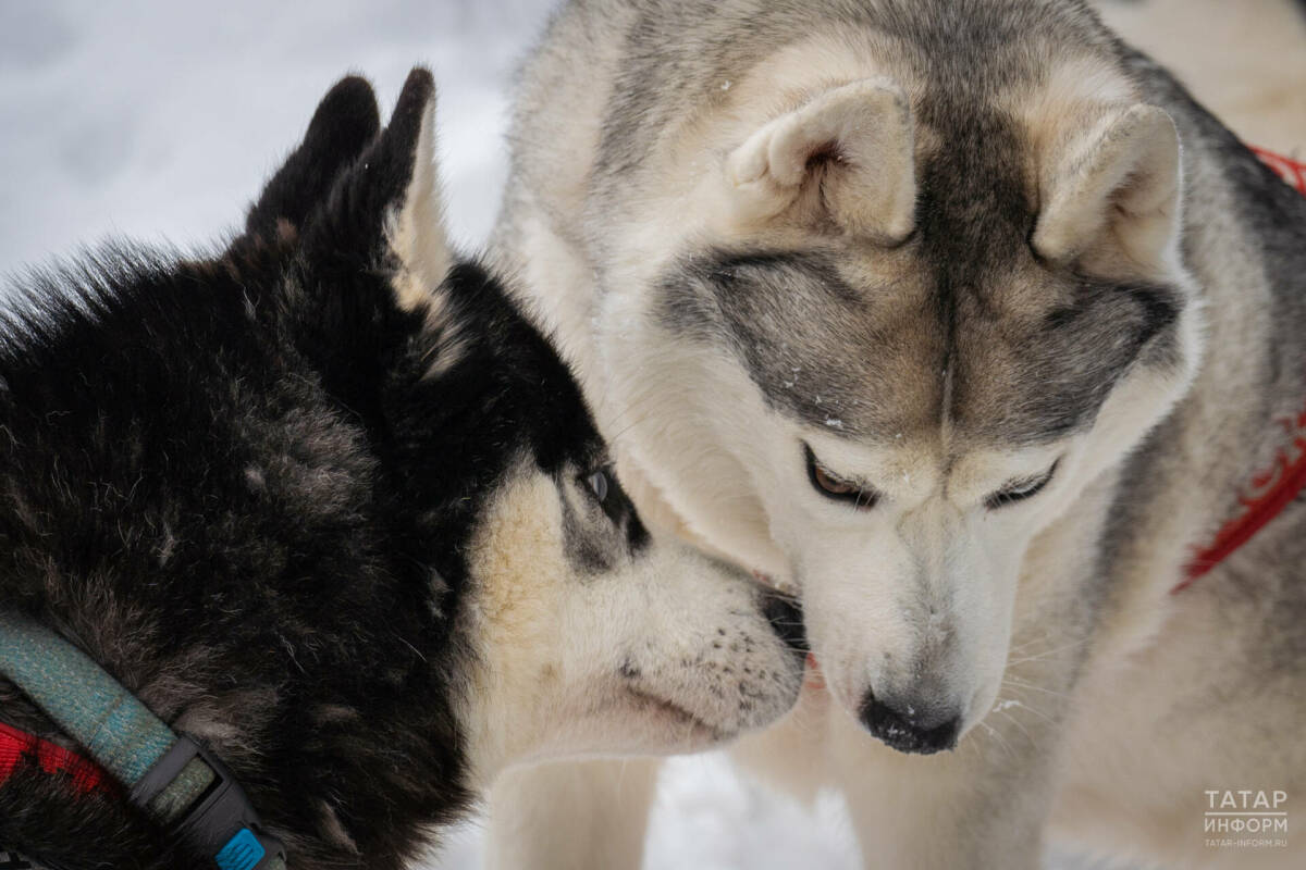 Жителям Казани рассказали, где можно чипировать собак