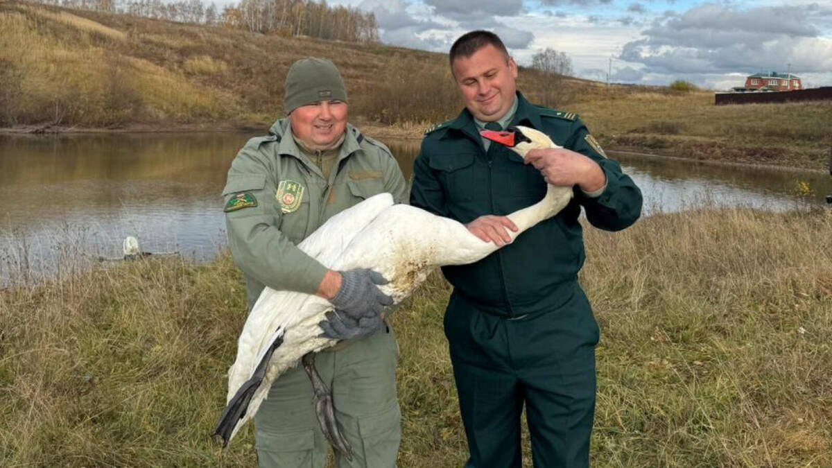 В Татарстане экологи спасли редкого лебедя-шипуна