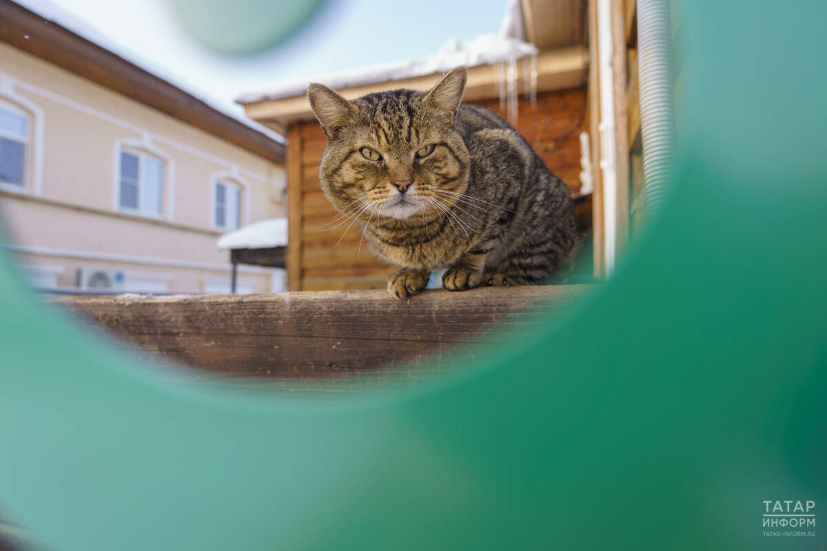 Дарья Сагалованың порнографиялық суреттері мен бейнелері