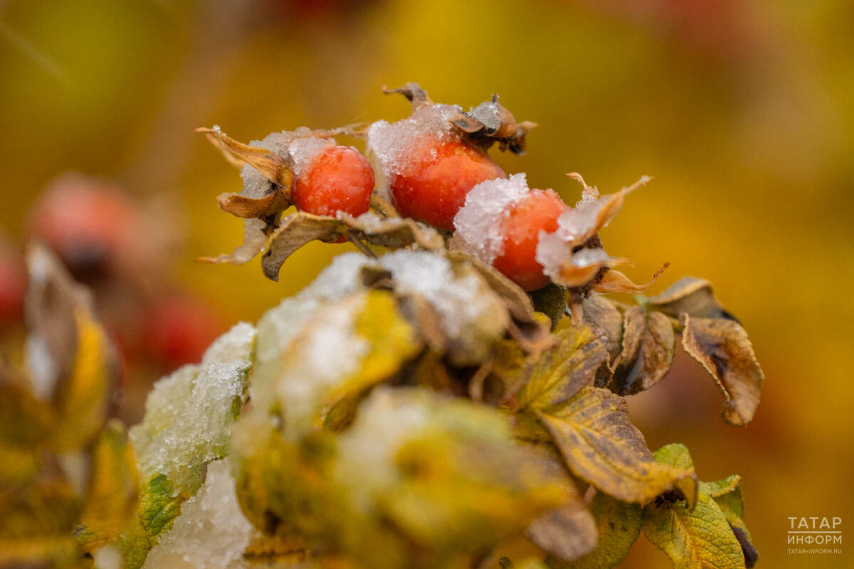 Вильфанд: Погода по всей России переходит в зимний режим