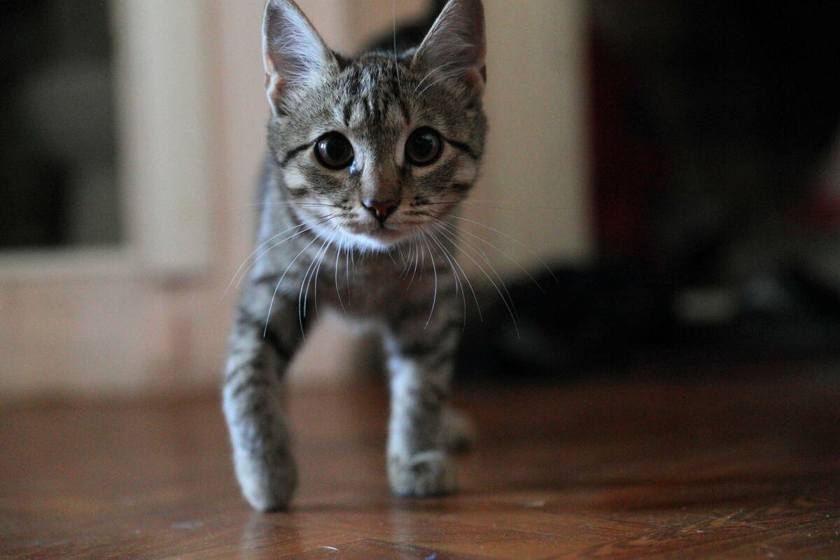 Ветеринар предупредил о риске аллергии и травм при совместном сне ребенка с кошкой