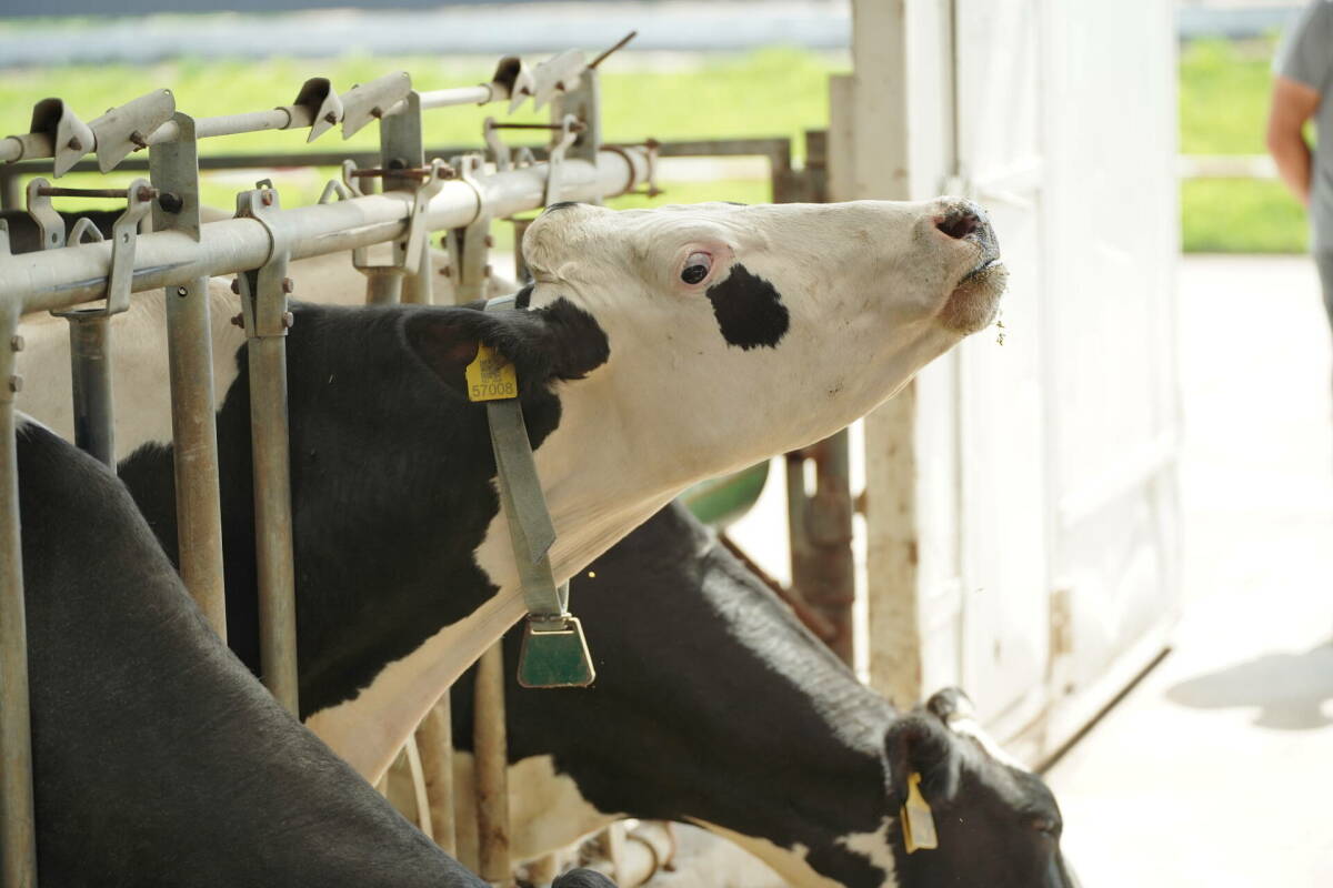 В Татарстане производство молока нарастили на 6%