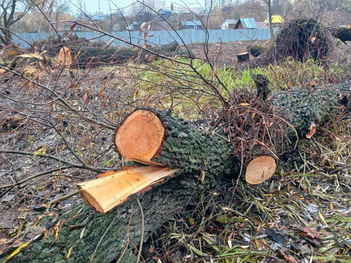 Мэрия Казани прокомментировала вырубку деревьев в Русско-Немецкой Швейцарии