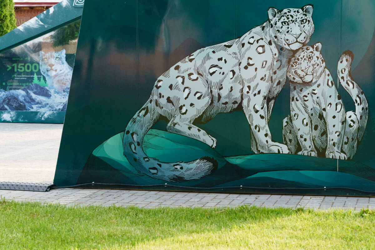 Сегодня отмечается Международный день снежного барса