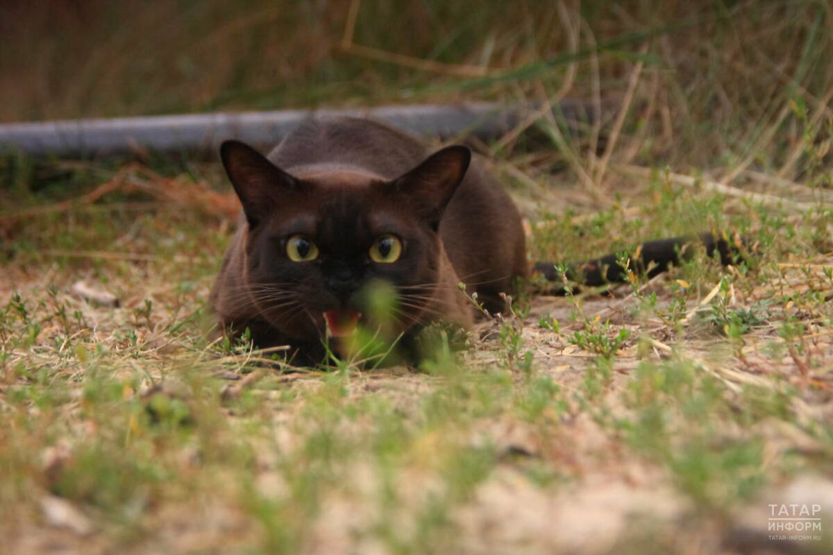 Ветеринар Уражевский рассказал, как выбрать подходящую породу кошки