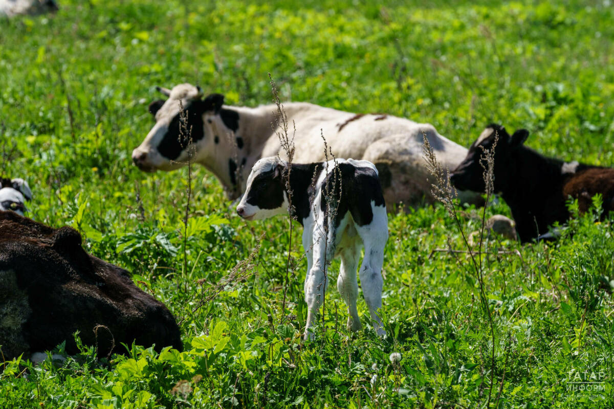В Елабужском районе Татарстана снят карантин по бешенству животных