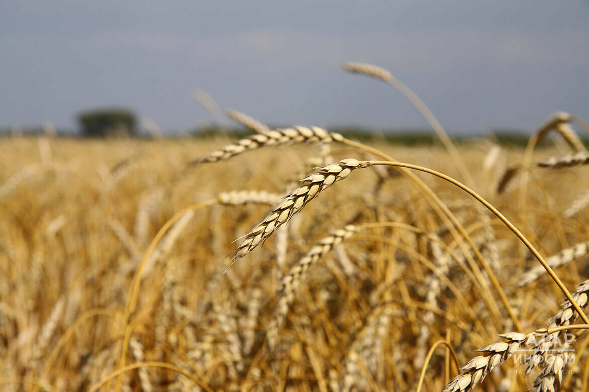 «Цены никакие»: аграрии Татарстана о снижении стоимости зерна и росте затрат