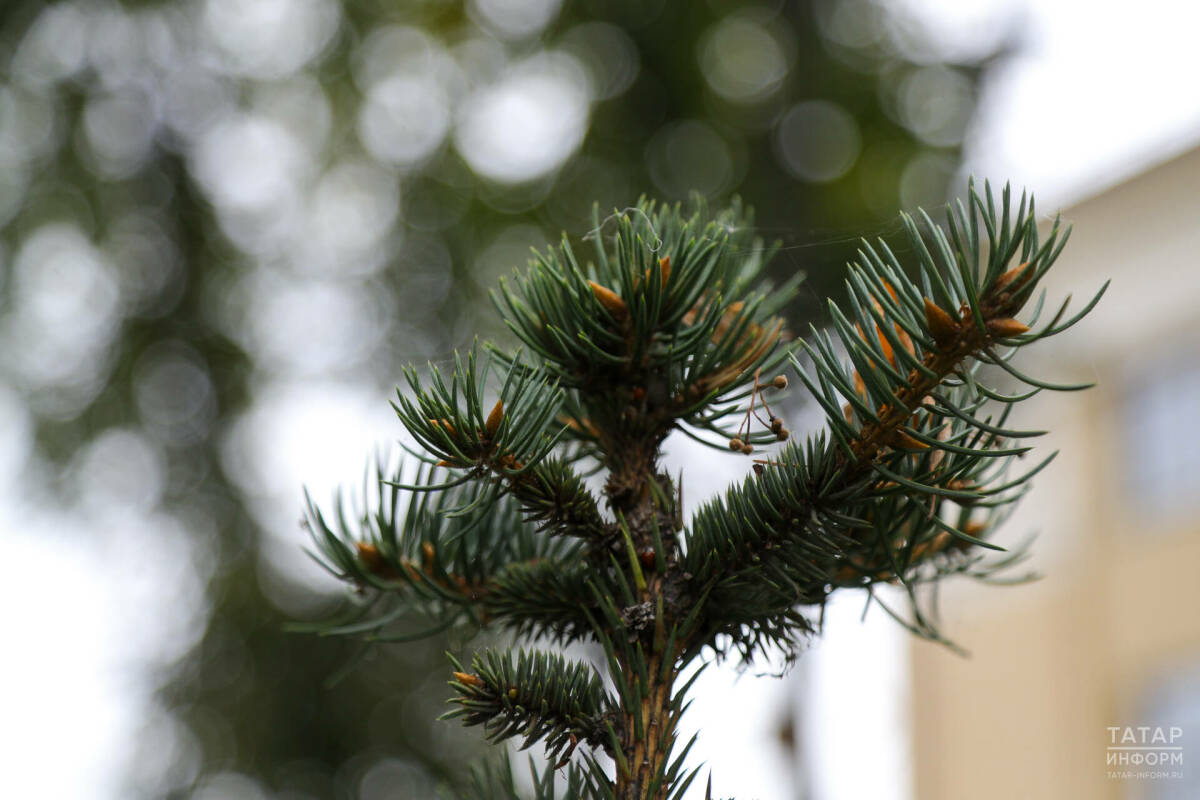 В Тукаевском районе высадили 765 молодых деревьев в рамках акции «Сохраним лес»