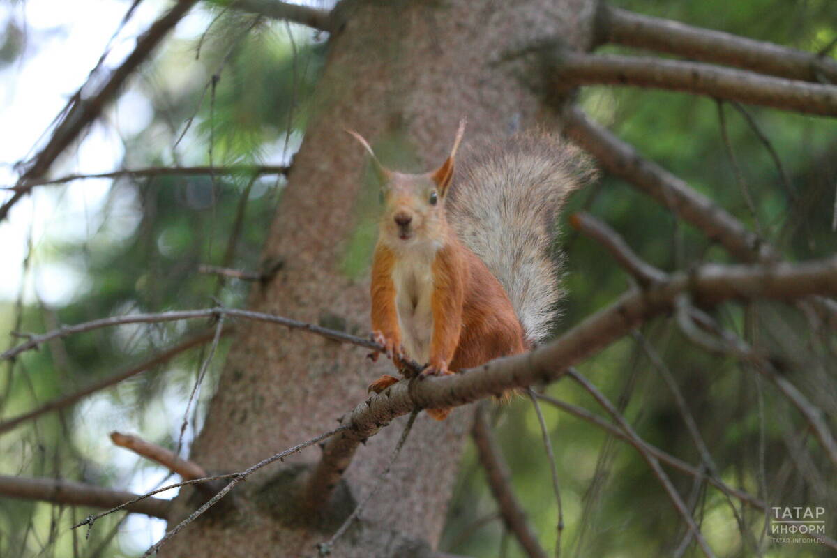 Расплодившихся в Русско-Немецкой Швейцарии белок расселят по берегам Волги