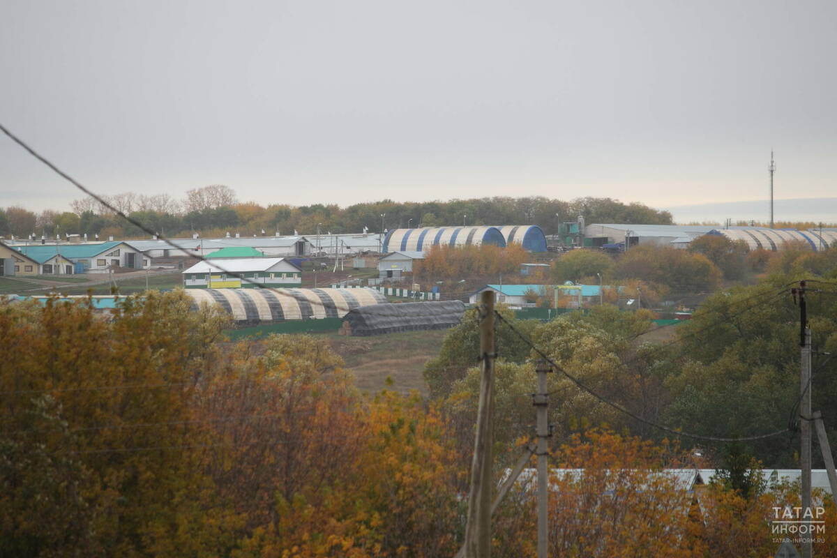 От реализации сельхозпродукции хозяйства Татарстана получили более 150 млрд рублей