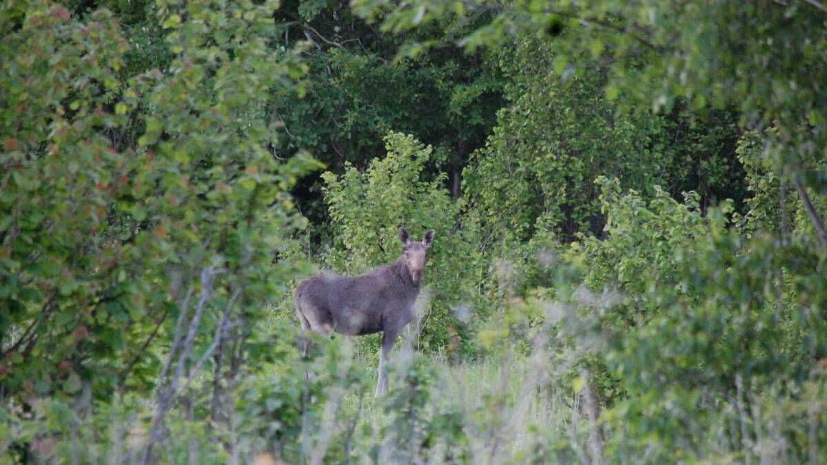 В Татарстане 569 видов животных и растений внесены в Красную книгу РТ