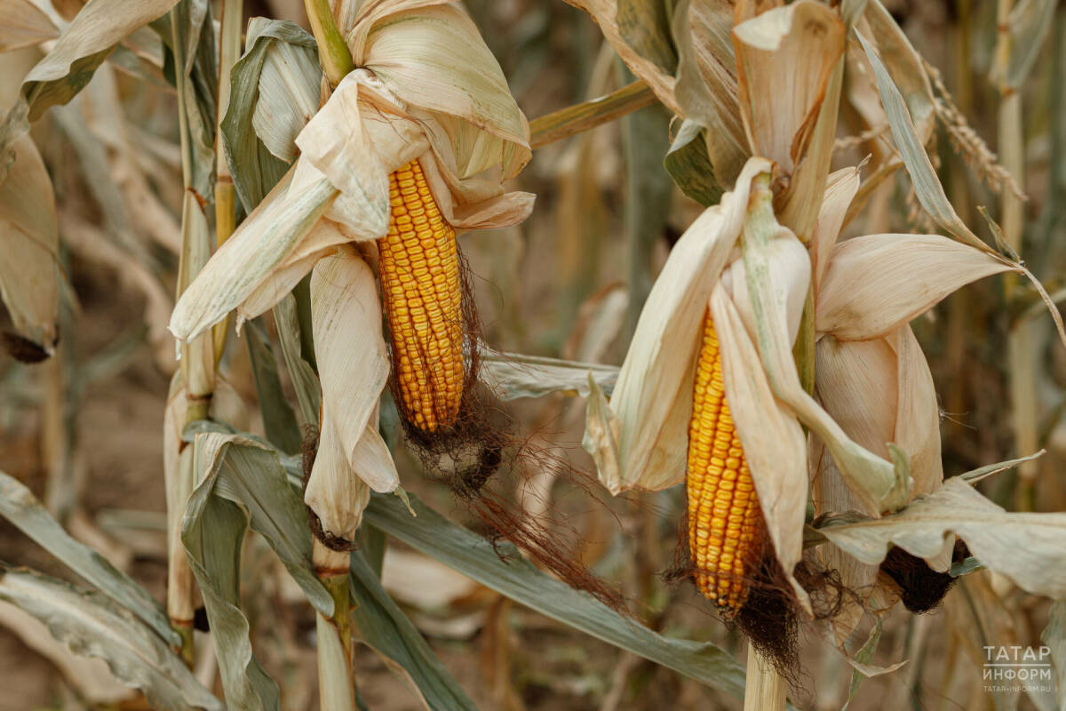 Россия ограничила экспорт льна и установила квоты на вывоз кукурузы