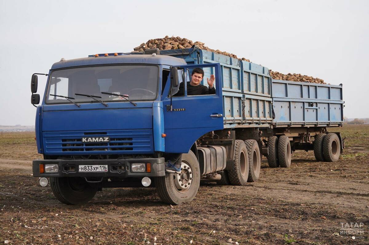 В Татарстане убрано 50% площадей сахарной свеклы