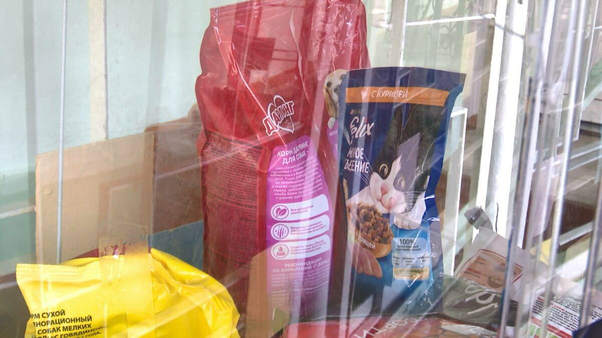 «Миска добра»: школьники Нижнекамска собирают корм для животных в зоне СВО