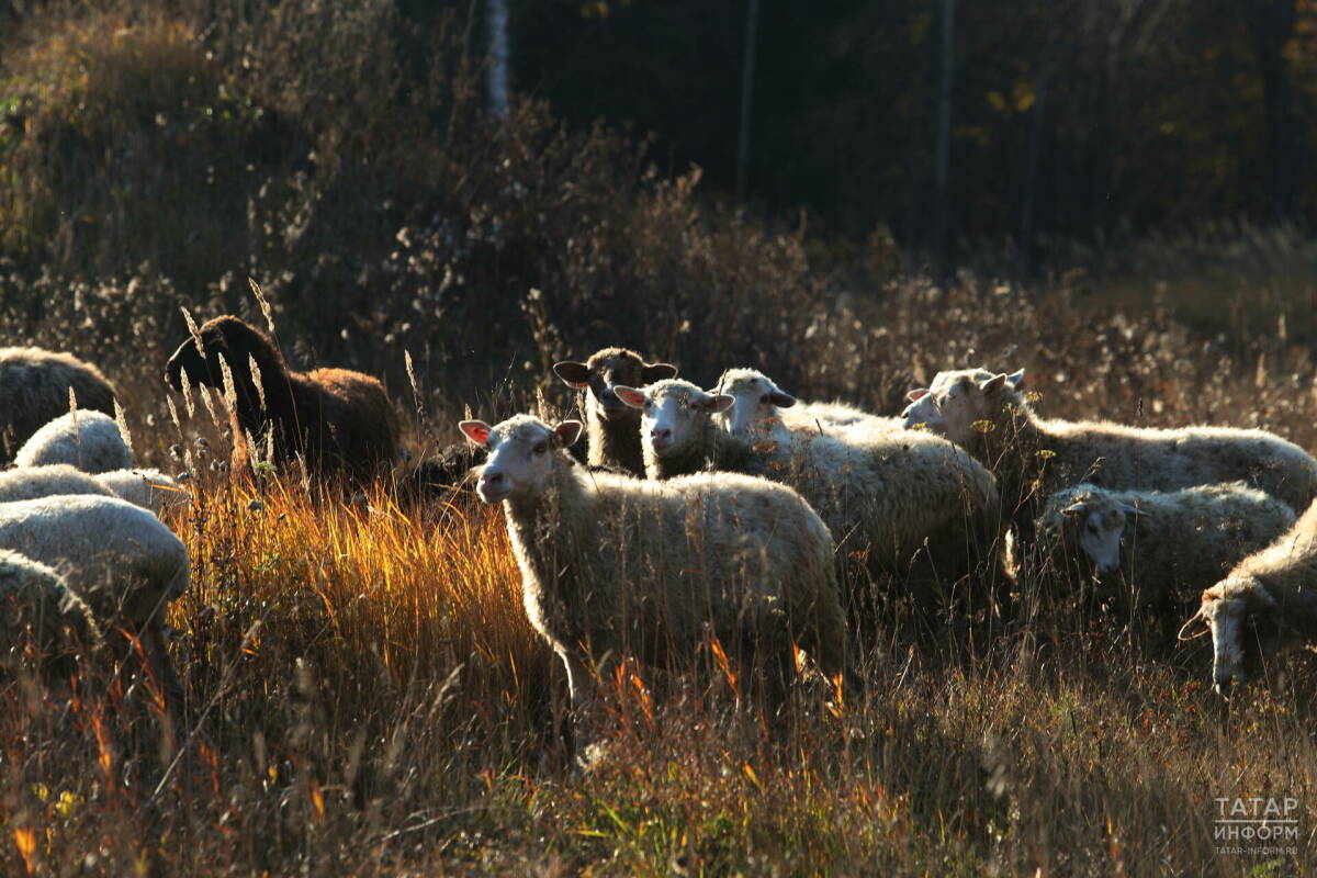 Новая программа развития сельского хозяйства РТ нацелена на рост производства и зарплат