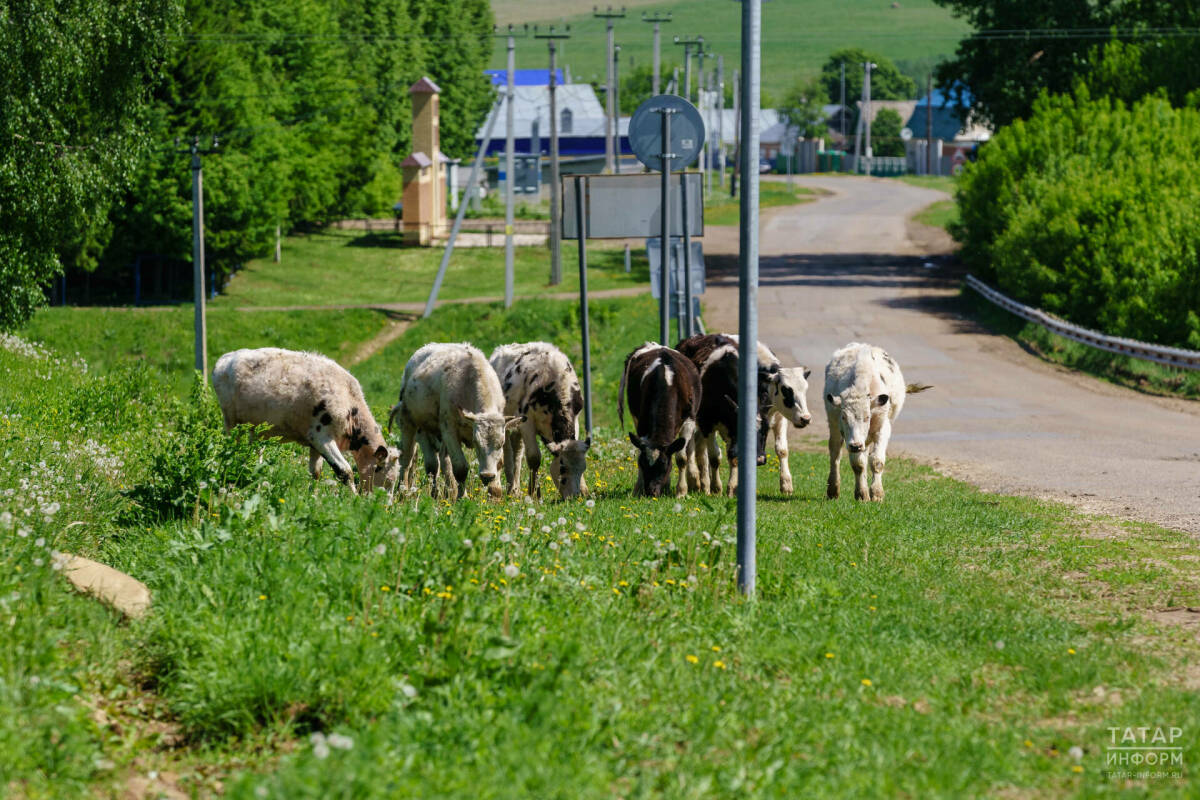 В Высокогорском районе Татарстана снят карантин по бешенству животных