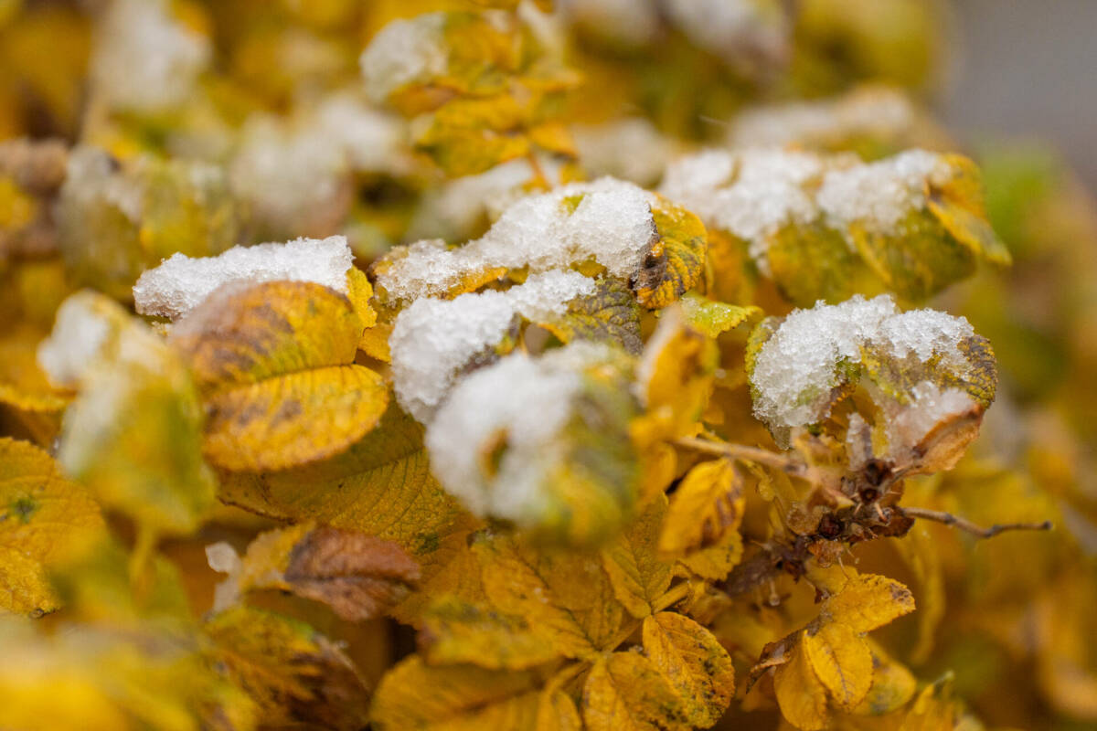Вильфанд: Ноябрь будет теплее нормы в Приволжье и еще пяти федеральных округах