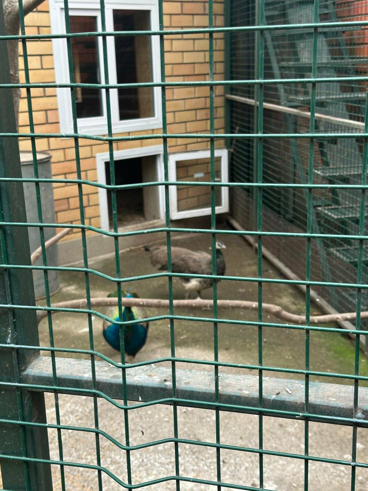 Прокуратура выяснила, что в кафе «Медвежий угол» в РТ незаконно эксплуатируют животных