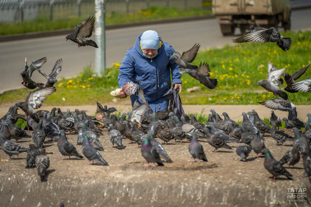 Юрист рассказала, что за кормление птиц на улице можно получить крупный штраф